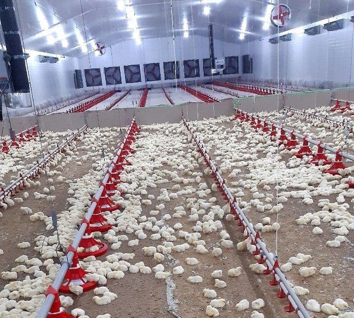 Vât nuôi khỏe, phát triển tốt nhờ sử dụng các sản phẩm của Nam Việt